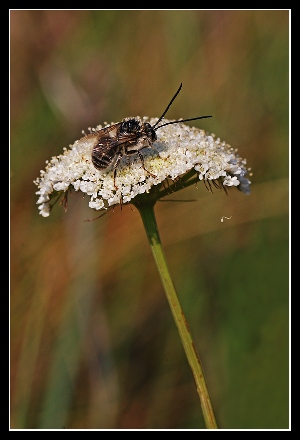 DSC_9762-lassu-qualcuno-mi-ama3.jpg