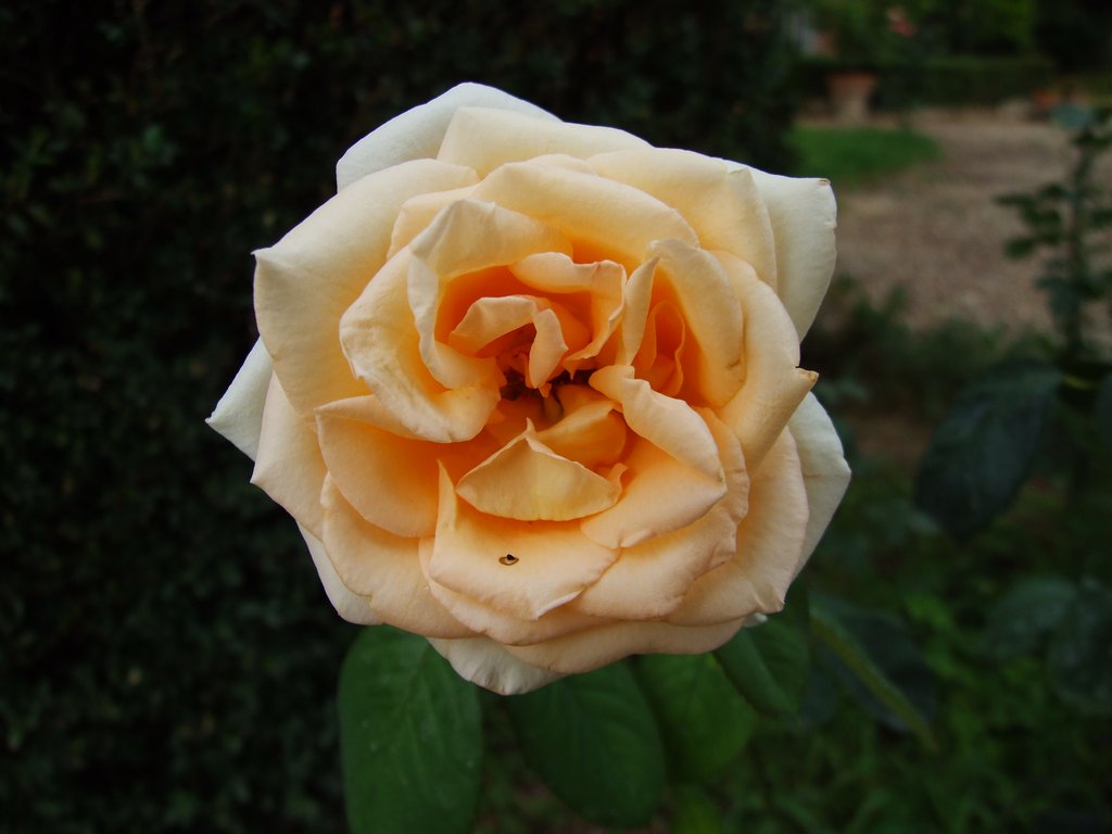 DSCF0008.JPG