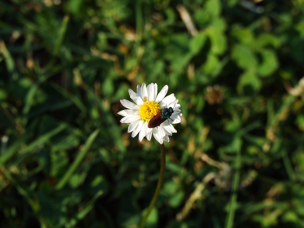 DSCF0013.JPG