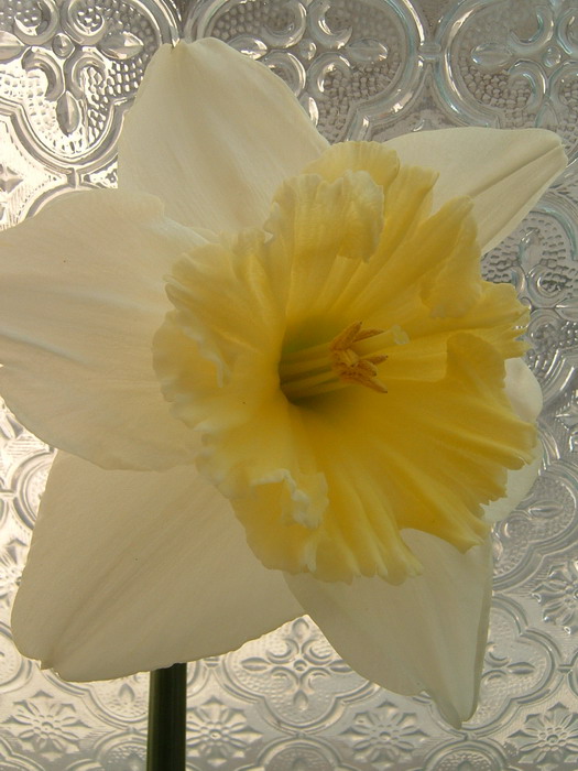 DSCF0024_ridimensionare.JPG