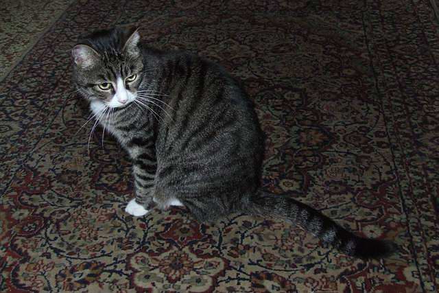DSCF0031 [640x480].JPG