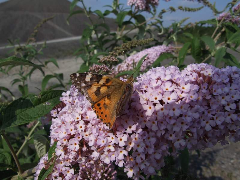DSCF0112.jpg