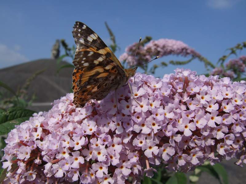 DSCF0122.jpg