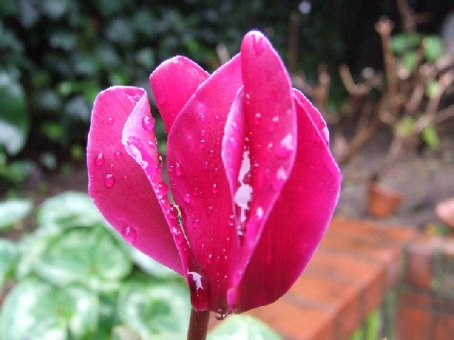 dscf0141.jpg