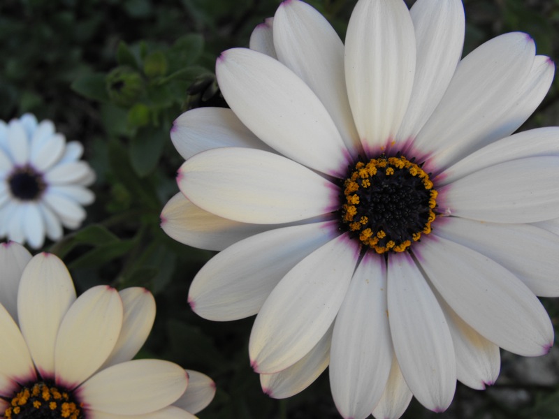 DSCF0231 2.JPG
