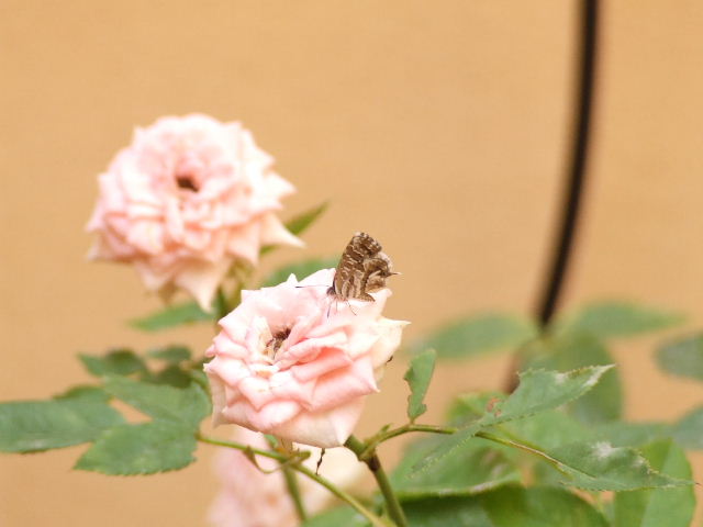 DSCF0255.JPG