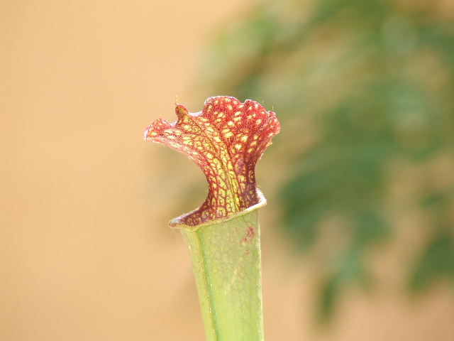 DSCF0272.JPG