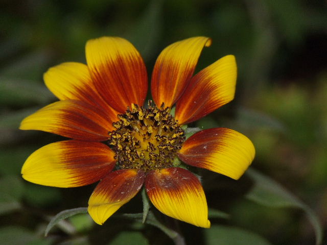 DSCF0370.JPG