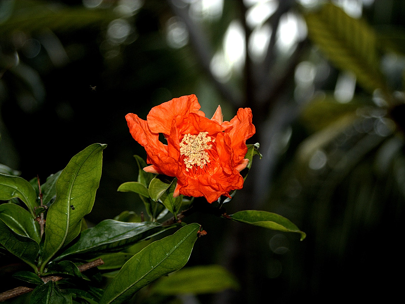 DSCF0509r.jpg