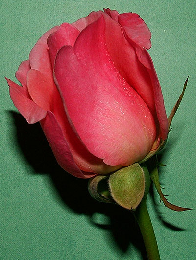 DSCF0650_copia.jpg
