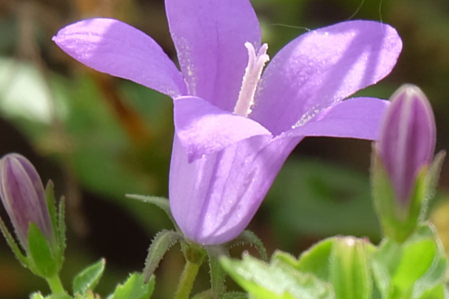 DSCF0793_C_C.JPG