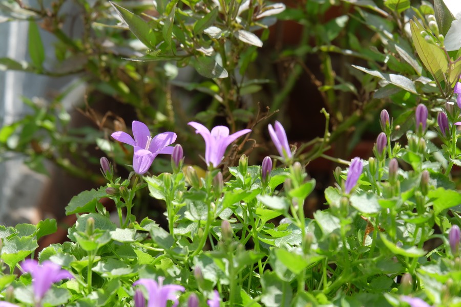 DSCF0793r.jpg