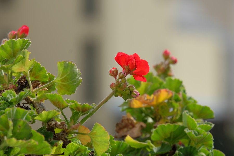 DSCF0797r.jpg