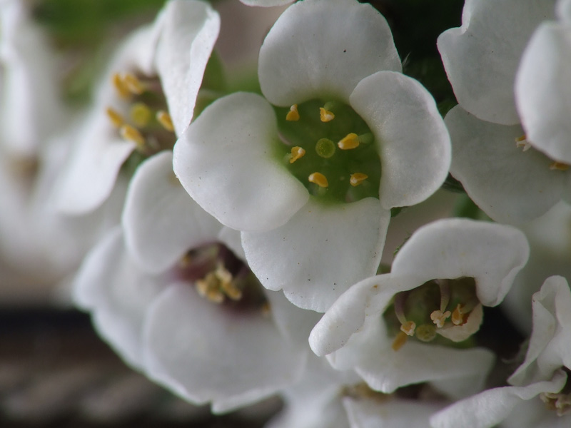 DSCF0842.jpg
