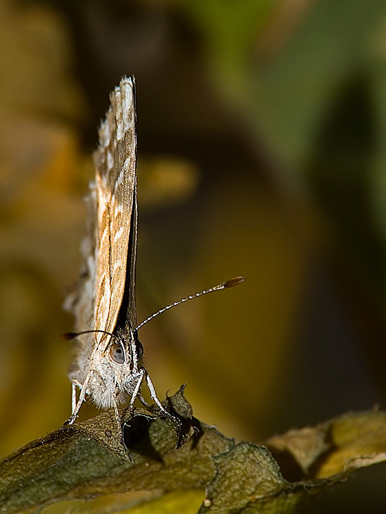 DSCF0912.jpg