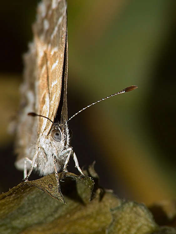 DSCF0913.jpg