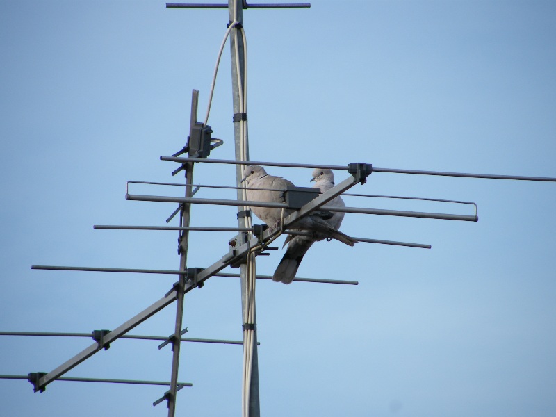 DSCF0945.JPG