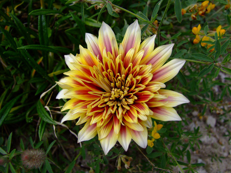 DSCF0949.jpg