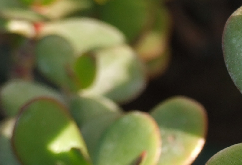 DSCF1025crop100%.jpg