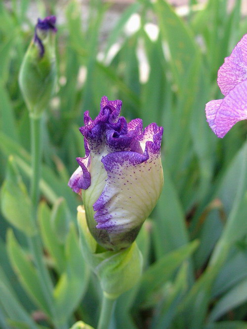 DSCF1243.jpg