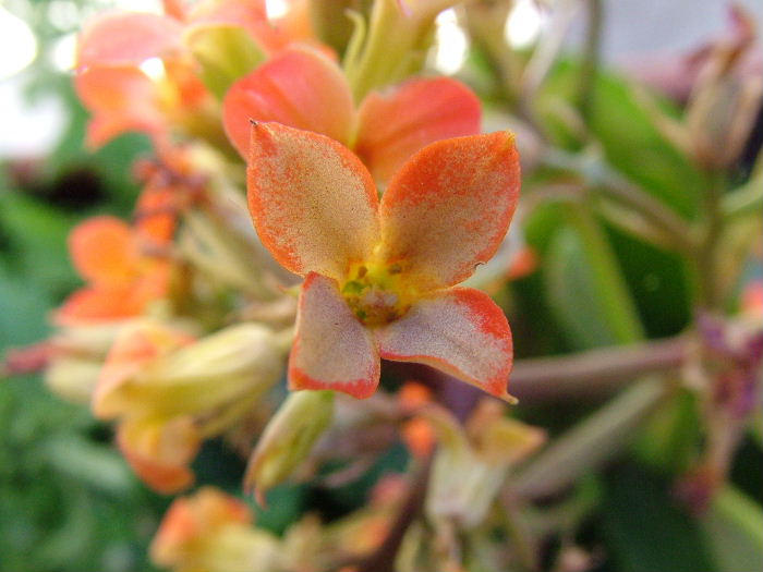 DSCF1295.JPG
