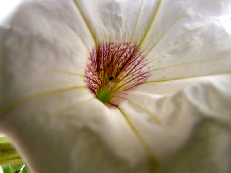DSCF1419.jpg
