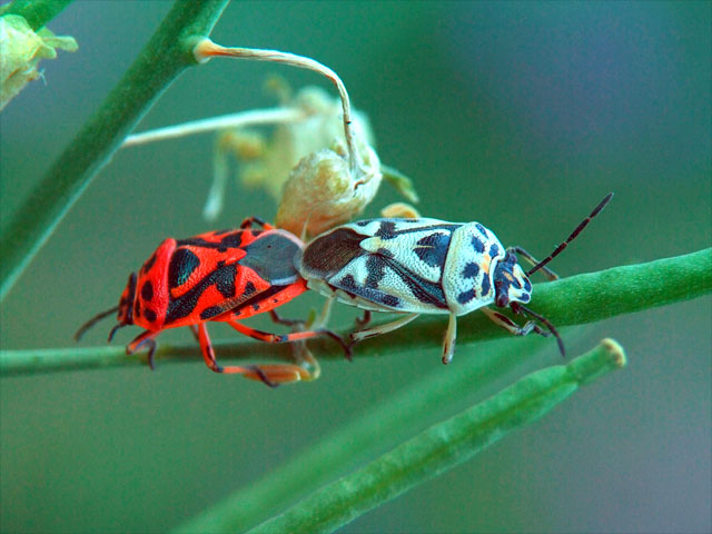 DSCF1422a.jpg