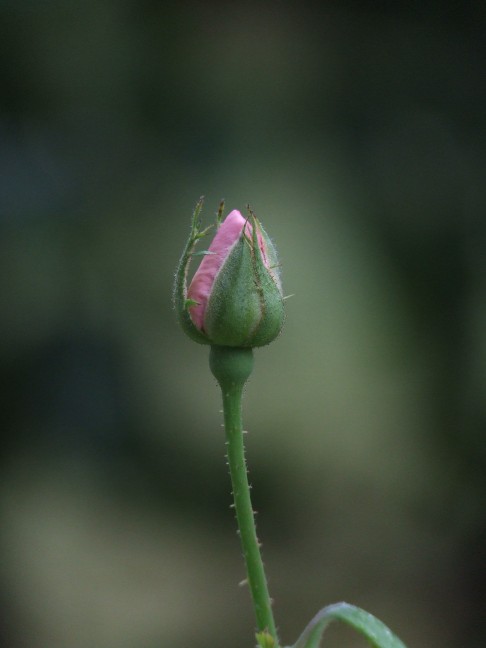 DSCF1455.jpg