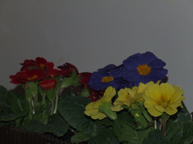 DSCF1467.JPG