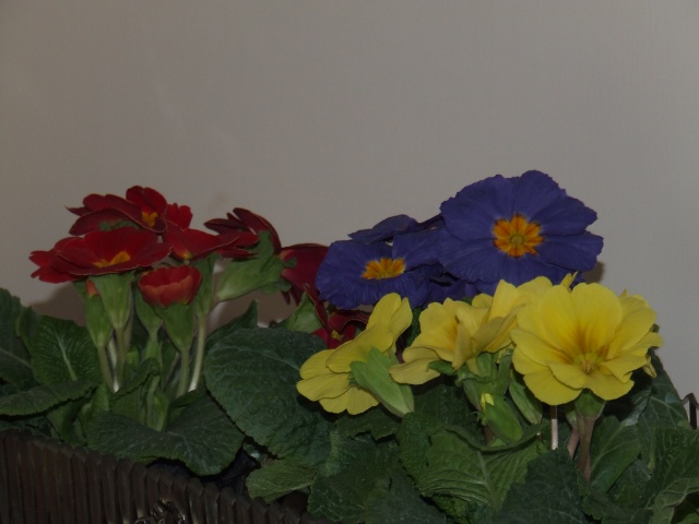 DSCF1468.JPG