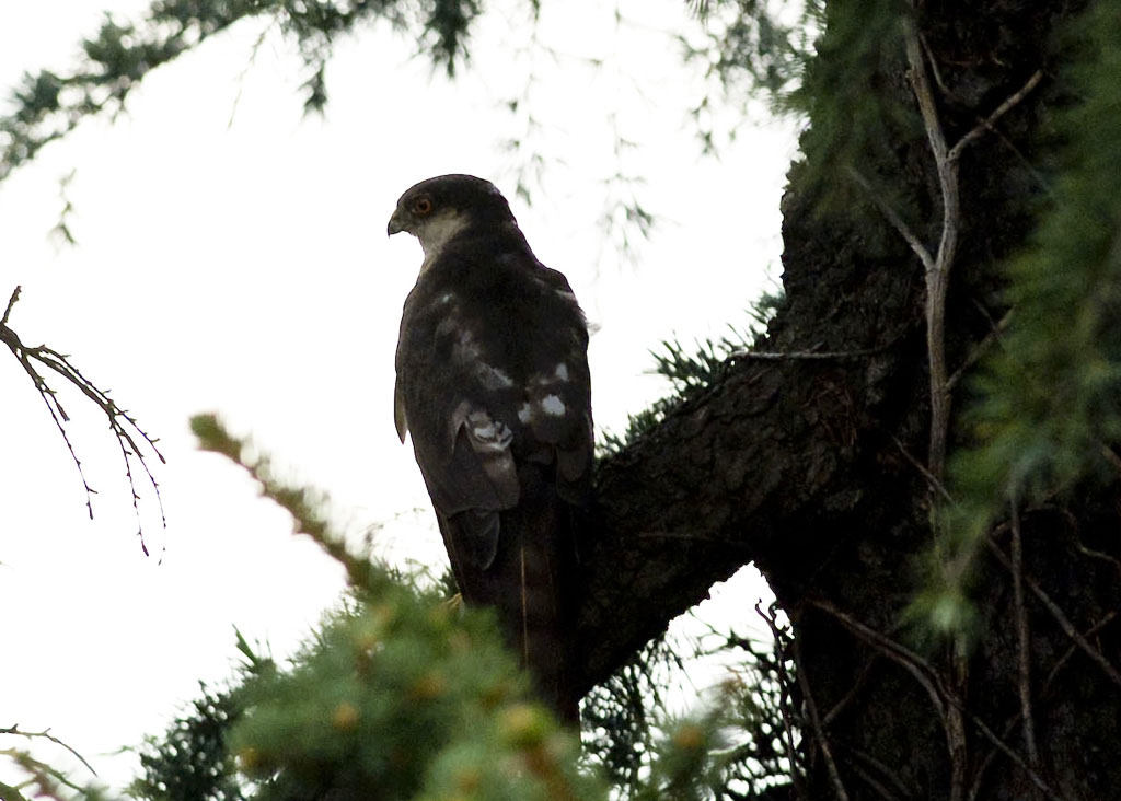 DSCF1738-rapace-rid2.jpg