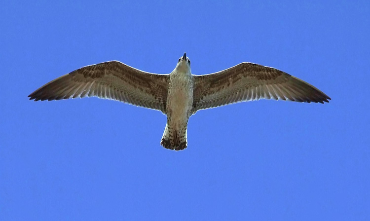 DSCF2070.jpg