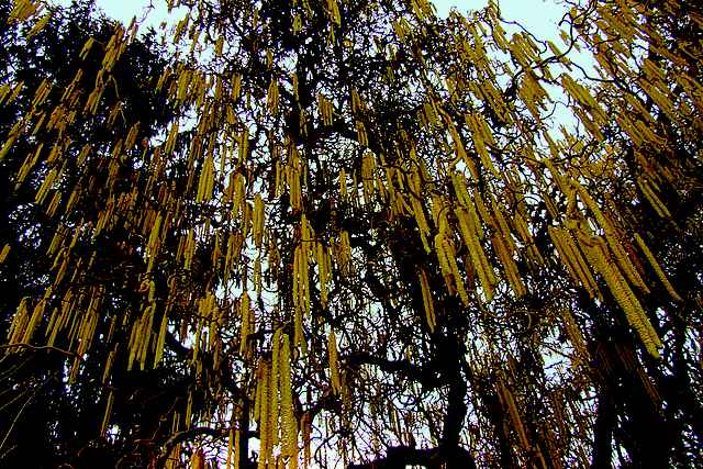 DSCF2182-1.JPG