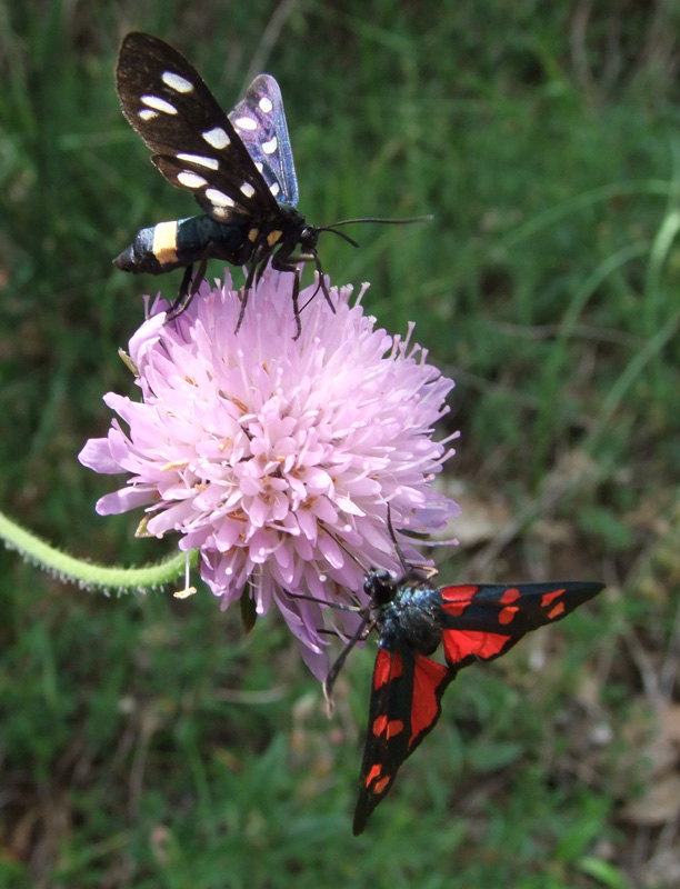DSCF2219.jpg