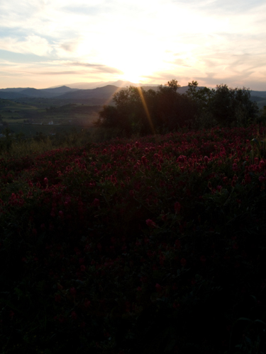 DSCF2233.jpg