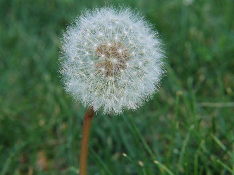 DSCF23004crid1.jpg