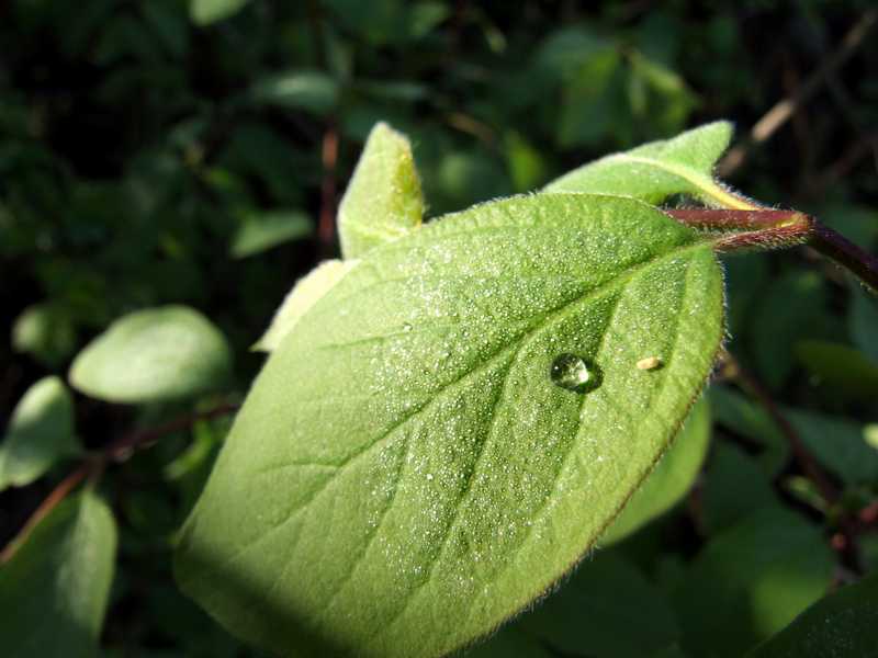 DSCF2371.jpg