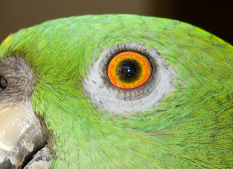 DSCF2429-crop.jpg