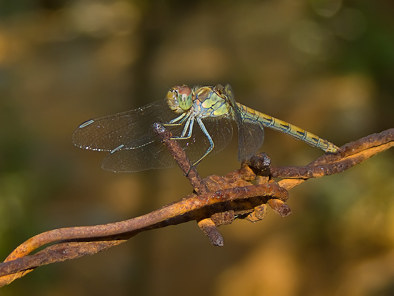 DSCF2473.jpg