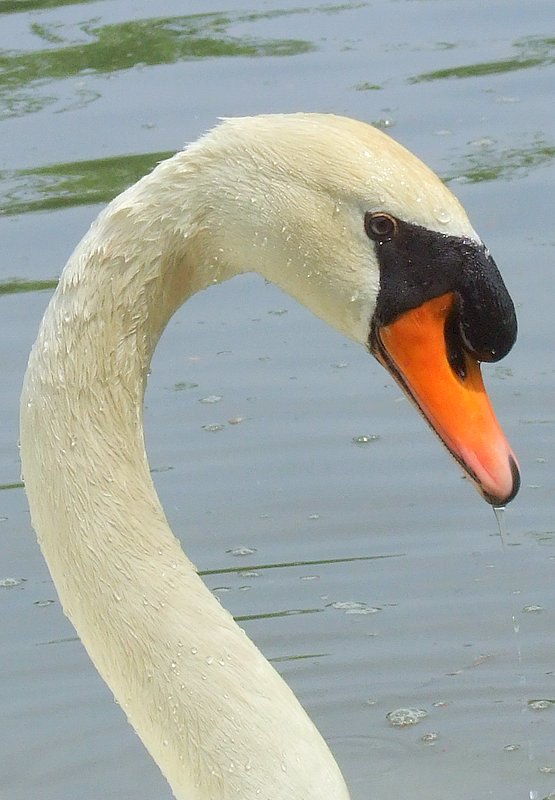 DSCF2795-2.JPG