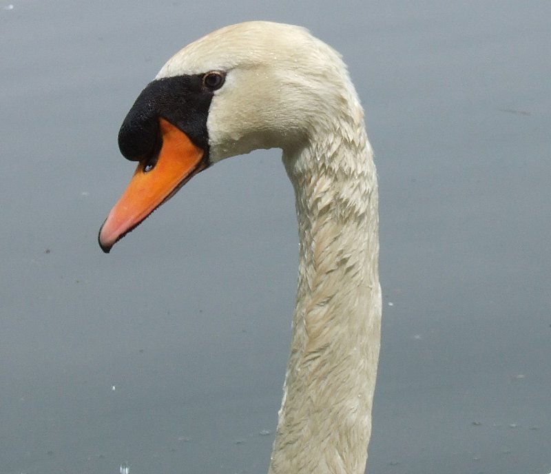 DSCF2825.JPG