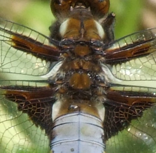 DSCF2851-1.JPG
