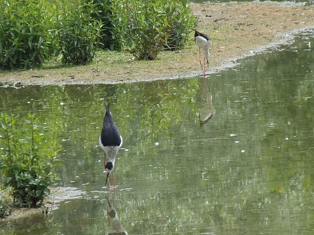 DSCF2852-1.JPG