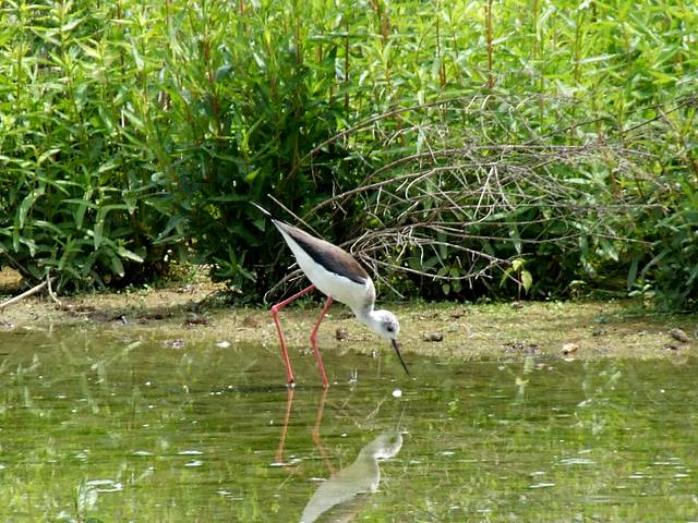DSCF2853-1.JPG