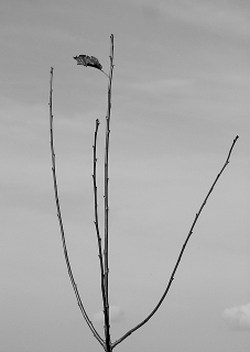 DSCF2880-1.JPG
