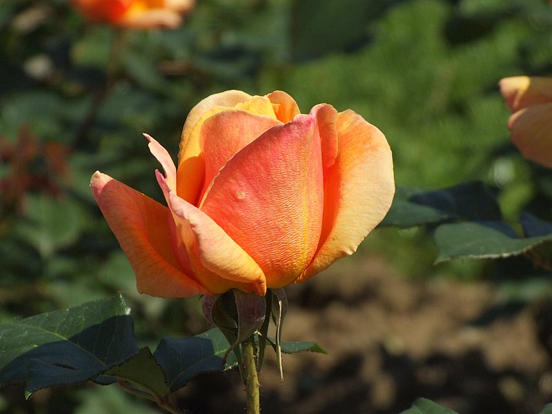 DSCF2940.JPG