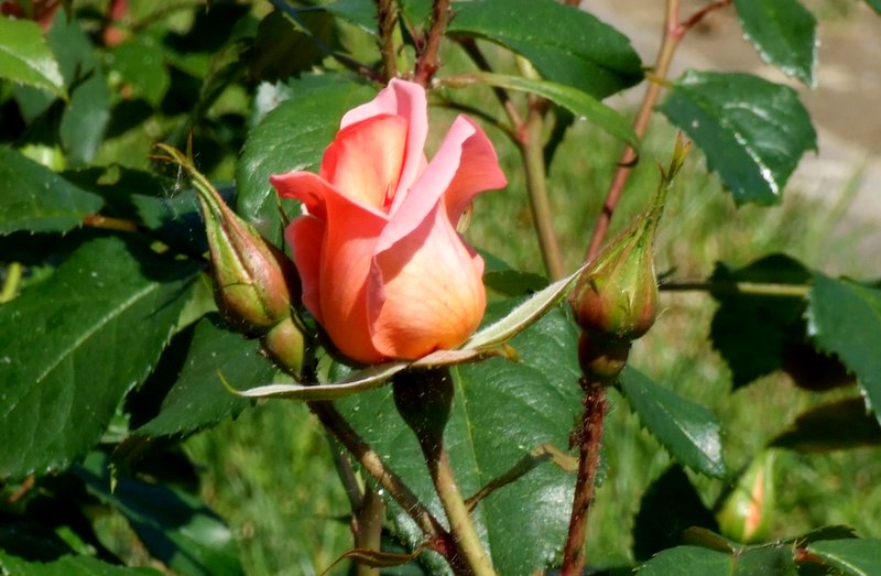 DSCF2955-2.JPG