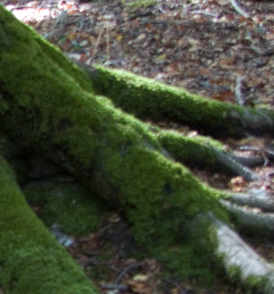DSCF3064.jpg