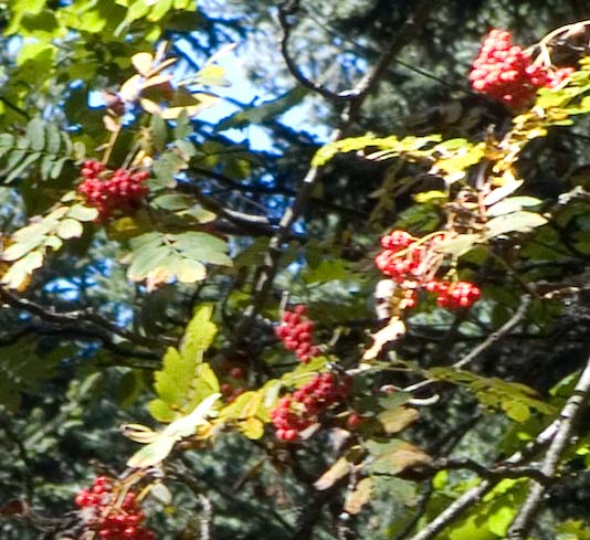 DSCF3083.jpg