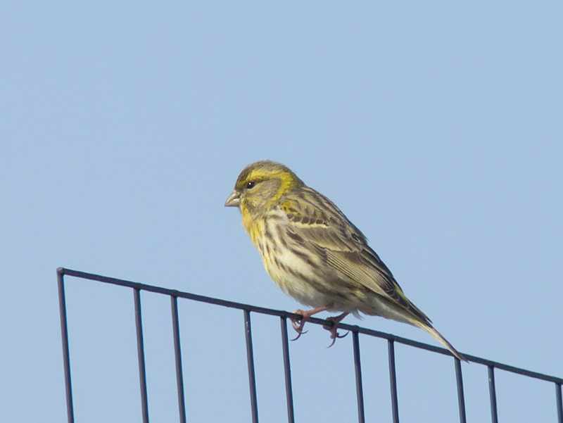 DSCF3472.jpg